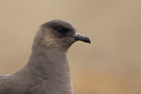 Arctic Skua, Rif, Iceland, June 2022