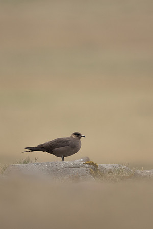 Arctic Skua, Rif, Iceland, June 2022