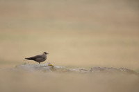 Arctic Skua, Rif, Iceland, June 2022