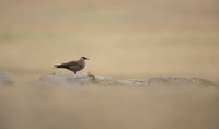 Arctic Skua, Rif, Iceland, June 2022