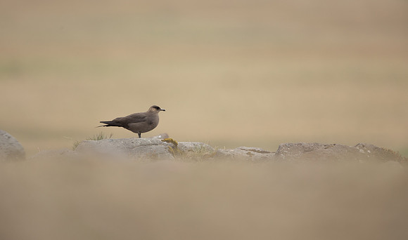 Arctic Skua, Rif, Iceland, June 2022