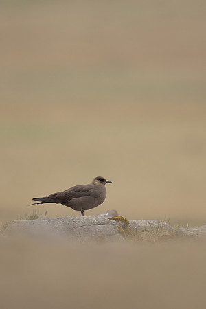 Arctic Skua, Rif, Iceland, June 2022