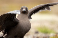 Arctic Skua, Rif, Iceland, June 2022
