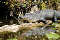 Alligator, Florida, February 2020