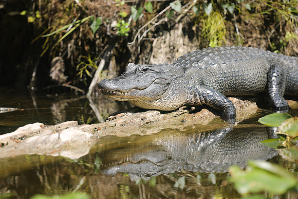 Alligator, Florida, February 2020