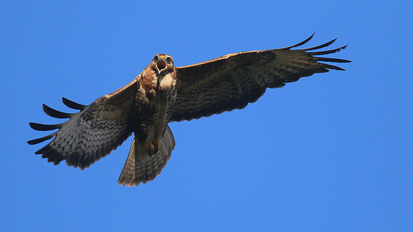 Buzzard, Tockington, July 2015