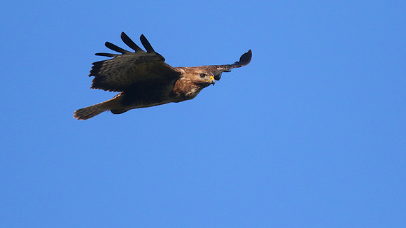 Buzzard, Tockington, July 2015