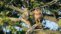 Buzzard, Tockington, July 2015