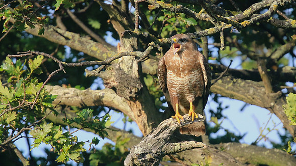 Buzzard, Tockington, July 2015