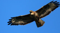 Buzzard, Tockington, July 2015.