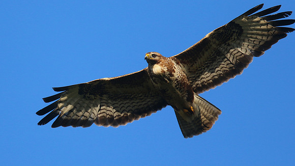 Buzzard, Tockington, July 2015.
