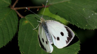 Large White, Lower Woods, July 2015.