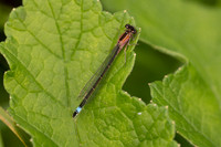 Blue-tailed Damselfly, Somerset Levels, May 2024