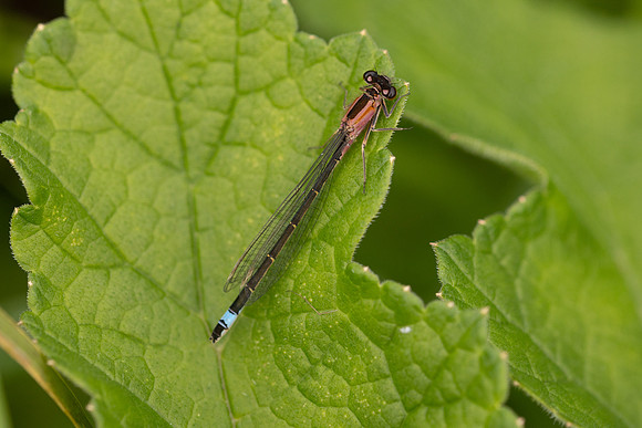 Blue-tailed Damselfly, Somerset Levels, May 2024