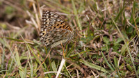 Dark Green Fritillary,