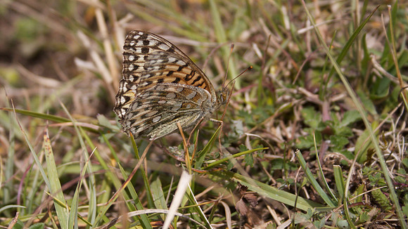 Dark Green Fritillary,