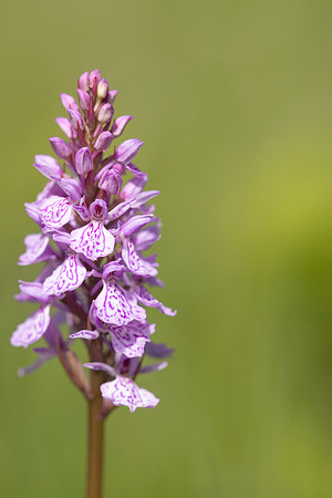Heath Spotted-orchid, Vicarge Farm, June 2024