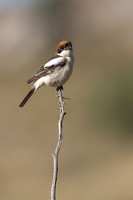 Woodchat Shrike, Anarita, Cyprus, April 2024