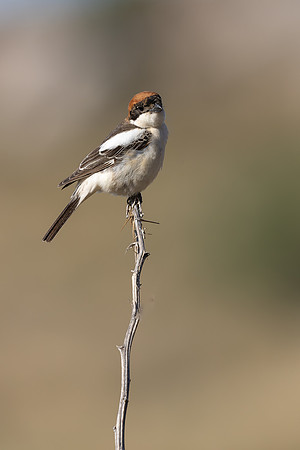 Woodchat Shrike, Anarita, Cyprus, April 2024