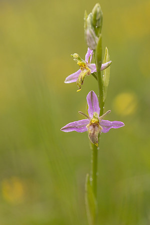 Mutant Wasp Orchid, Rodbrough Common, June 2024