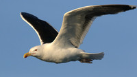 Great Black-backed Gull, Brixham, July 2015