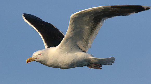 Great Black-backed Gull, Brixham, July 2015