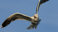 Great Black-backed Gull, Brixham, July 2015