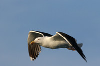 Great Black-backed Gull, Brixham, July 2015