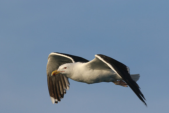 Great Black-backed Gull, Brixham, July 2015