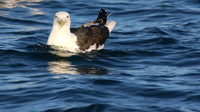 Great Black-backed Gull, Brixham, July 2015