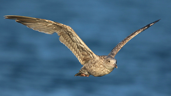 Herring Gull (Juvenile) Brixham, July 2015.