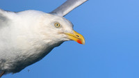 Herring Gull