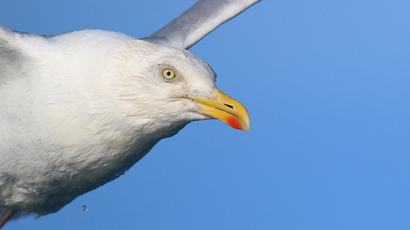 Herring Gull Brixham, July 2015