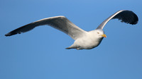 Herring Gull Brixham, July 2015