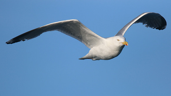 Herring Gull Brixham, July 2015