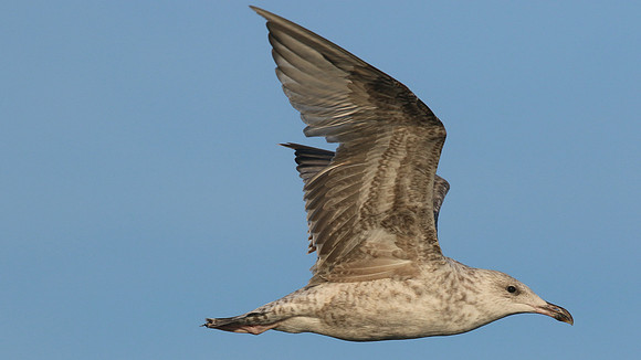 Herring Gull (Juvenile) Brixham, July 2015