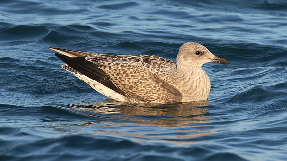 Herring Gull (Juvenile) Brixham, July 2015