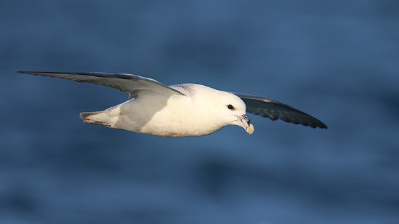 Fulmar, Brixham, July 2015