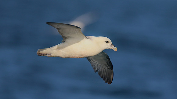 Fulmar, Brixham, July 2015