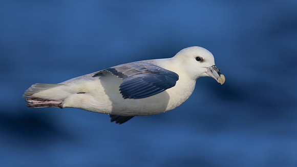 Fulmar, Brixham, July 2015