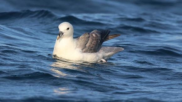 Fulmar, Brixham, July 2015