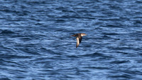 Balearic Shearwater, Brixham, July 2015.