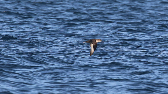 Balearic Shearwater, Brixham, July 2015.