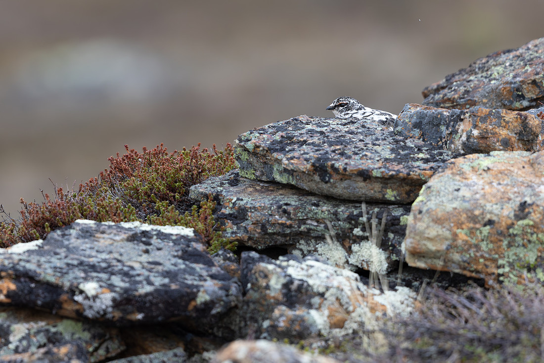 Ptarmigan, Mount Alias, Finland, June 2025