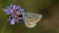 Brown Argus, Breakheart Quarry, August 2015