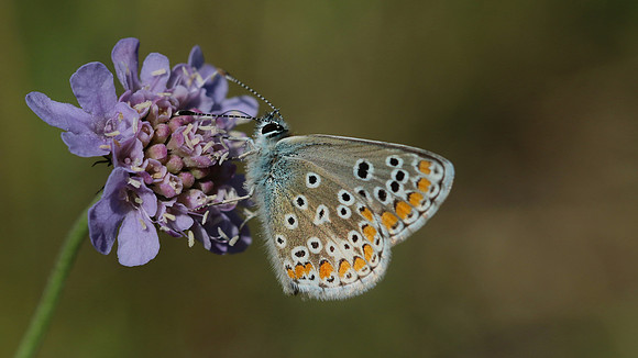 Brown Argus, Breakheart Quarry, August 2015