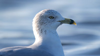 Ring-billed Gull, Gosport, December 2014