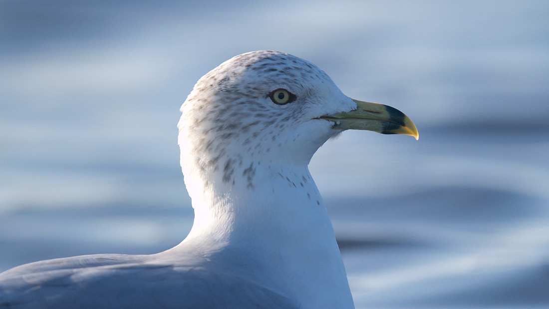 Ring-billed Gull, Gosport, December 2014