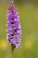 Chalk Fragrant x Common Spotted-orchid