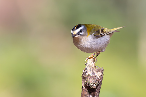 Firecrest, Forest of Dean, March 2026